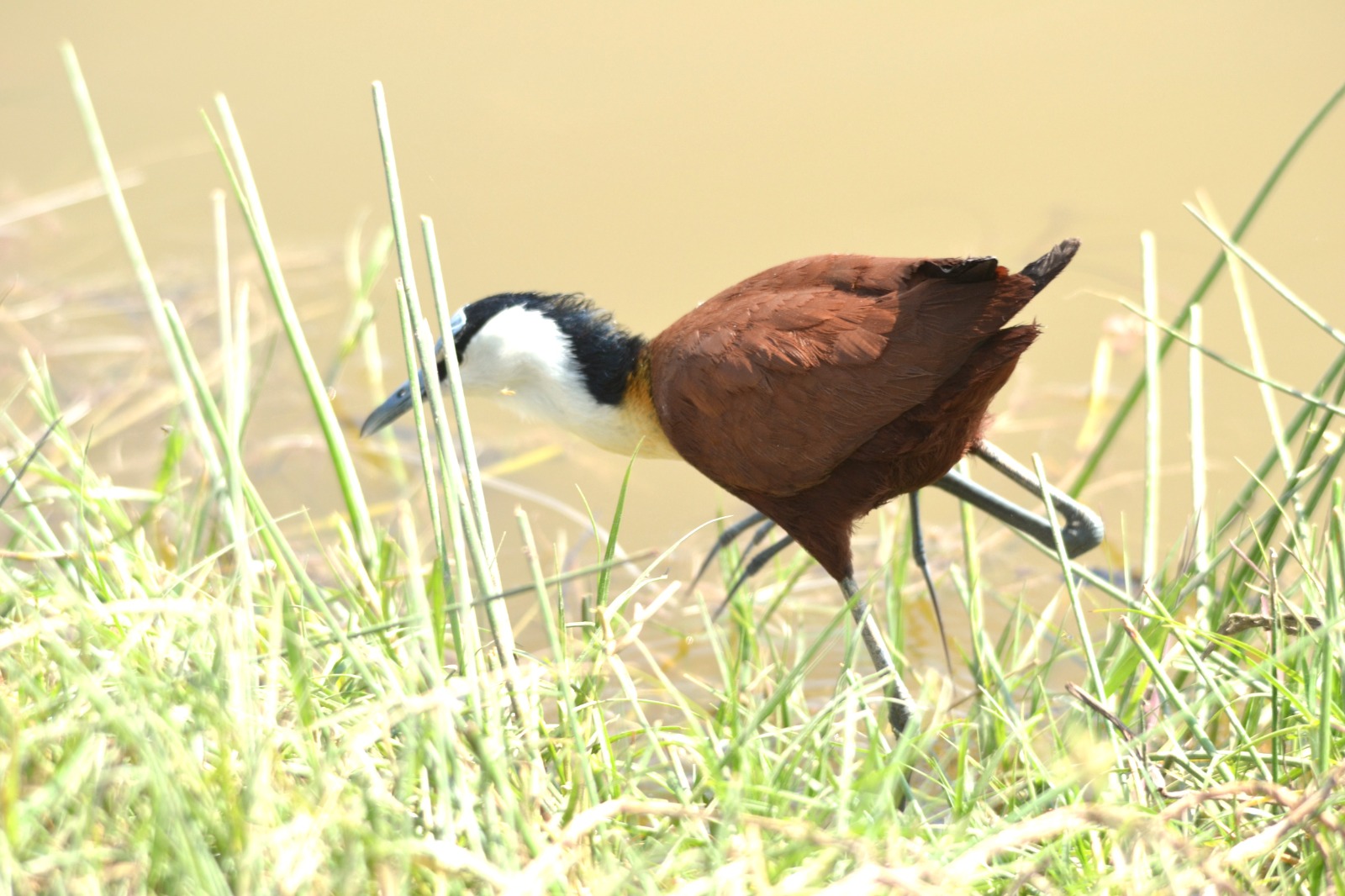 Hot air balloon safari