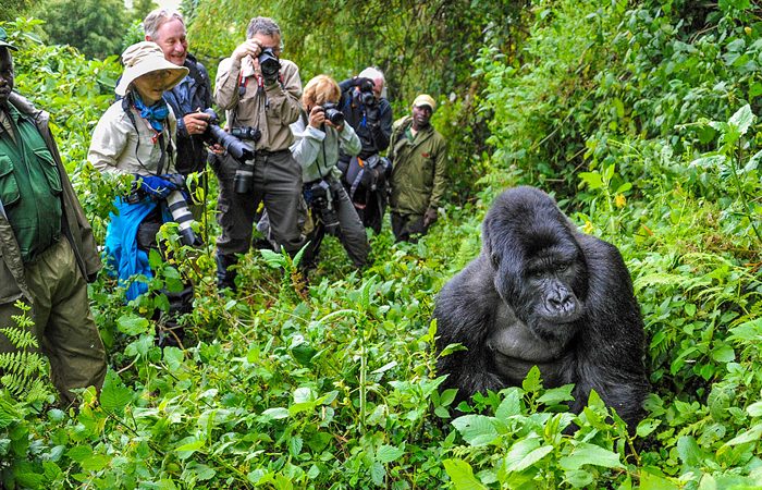 Uganda Gorilla Trekking