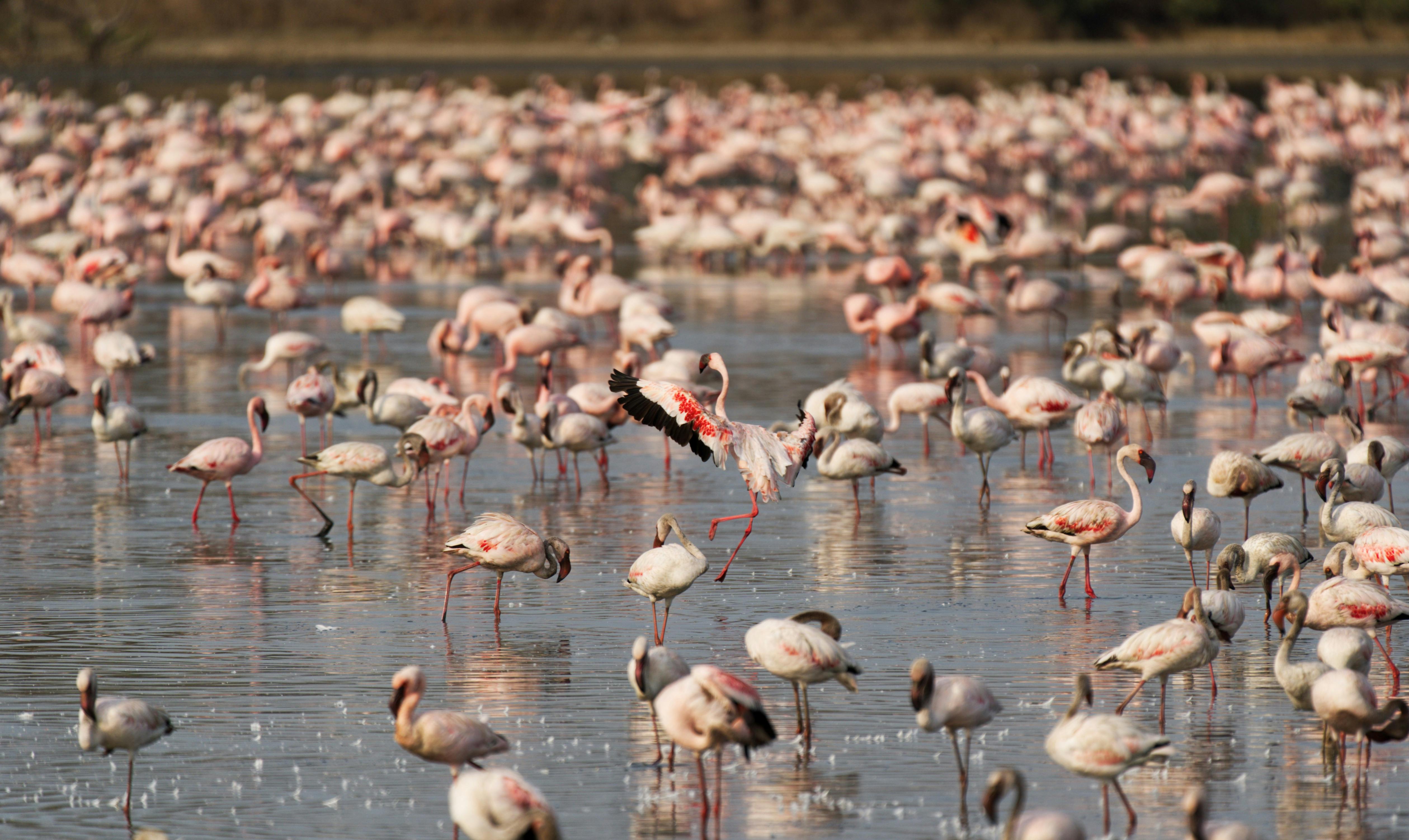 Lake Nakuru National Park