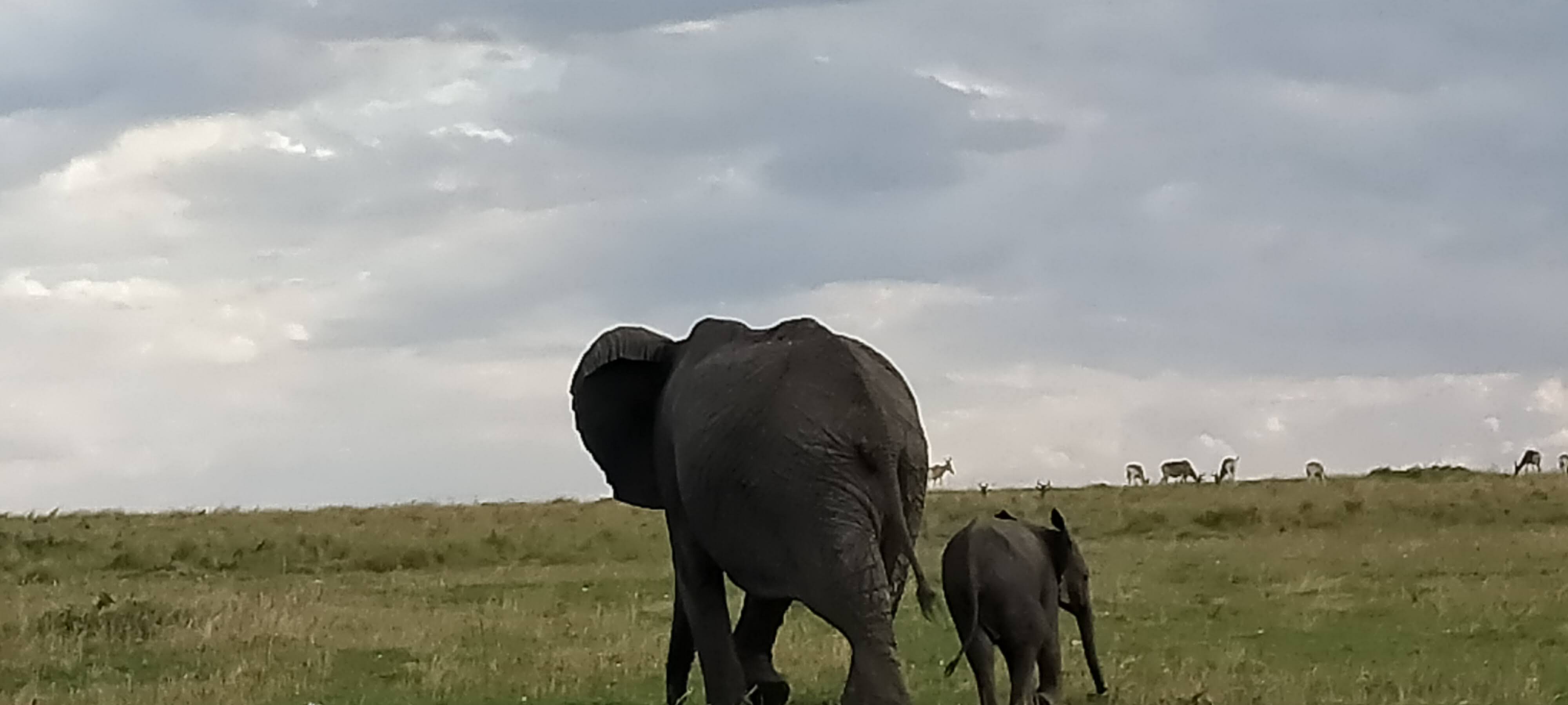 Elephant herd