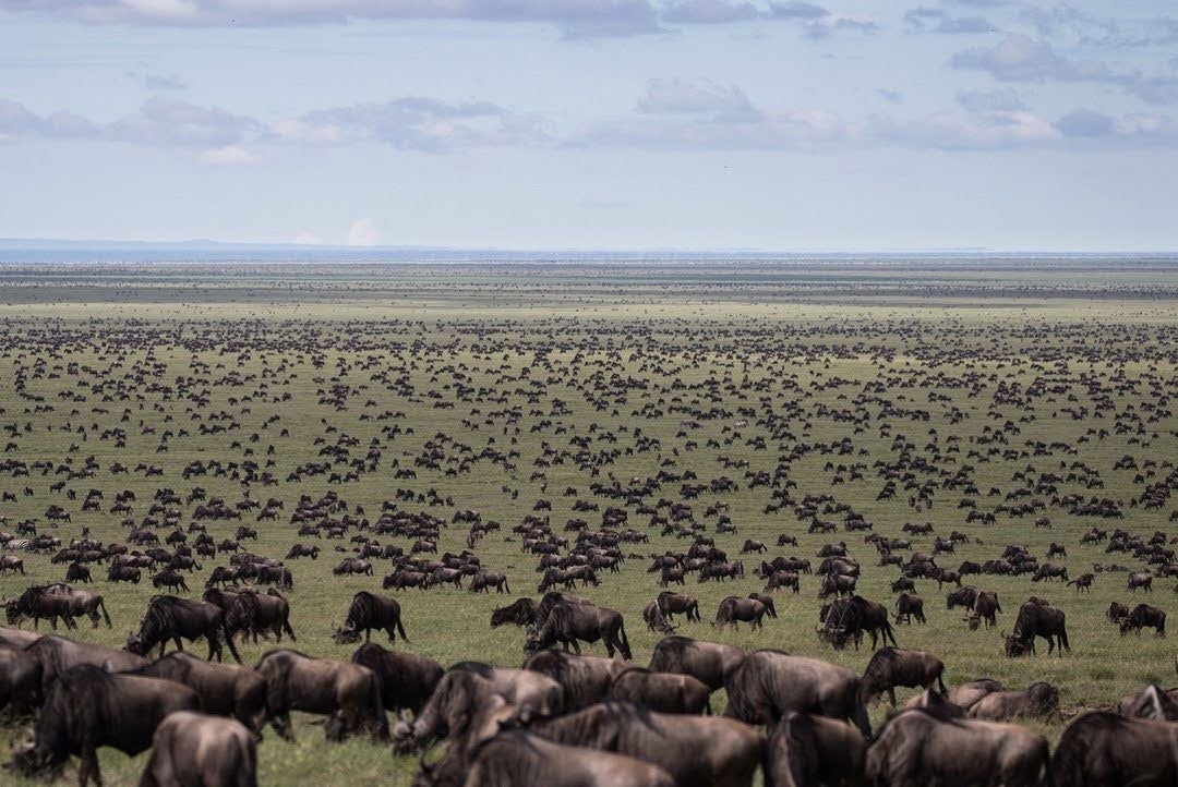 Elephant herd walking