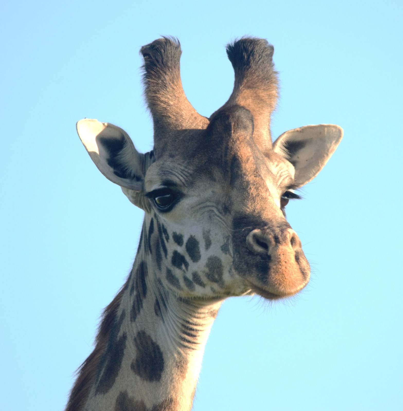 Ostrich in grassland