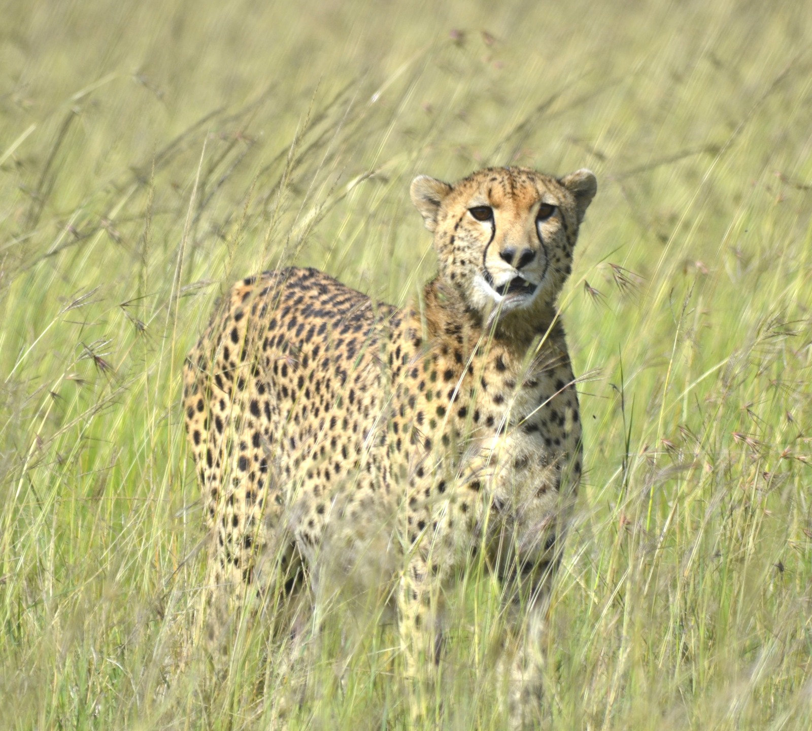 Cultural interaction