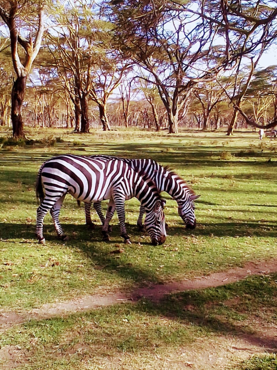 Hot air balloon ride