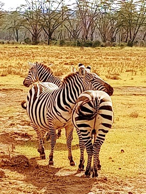 Sunset over savannah